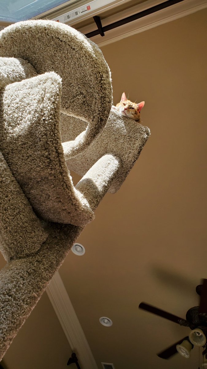 ShinoTheCat1's tweet photo. Sing along..."I'm on the... top of the world...." ๐บ #kittytree #singwithme #catsoftwitter #catpics #rescue #cats #cat https://t.co/G6chE7QgrI
