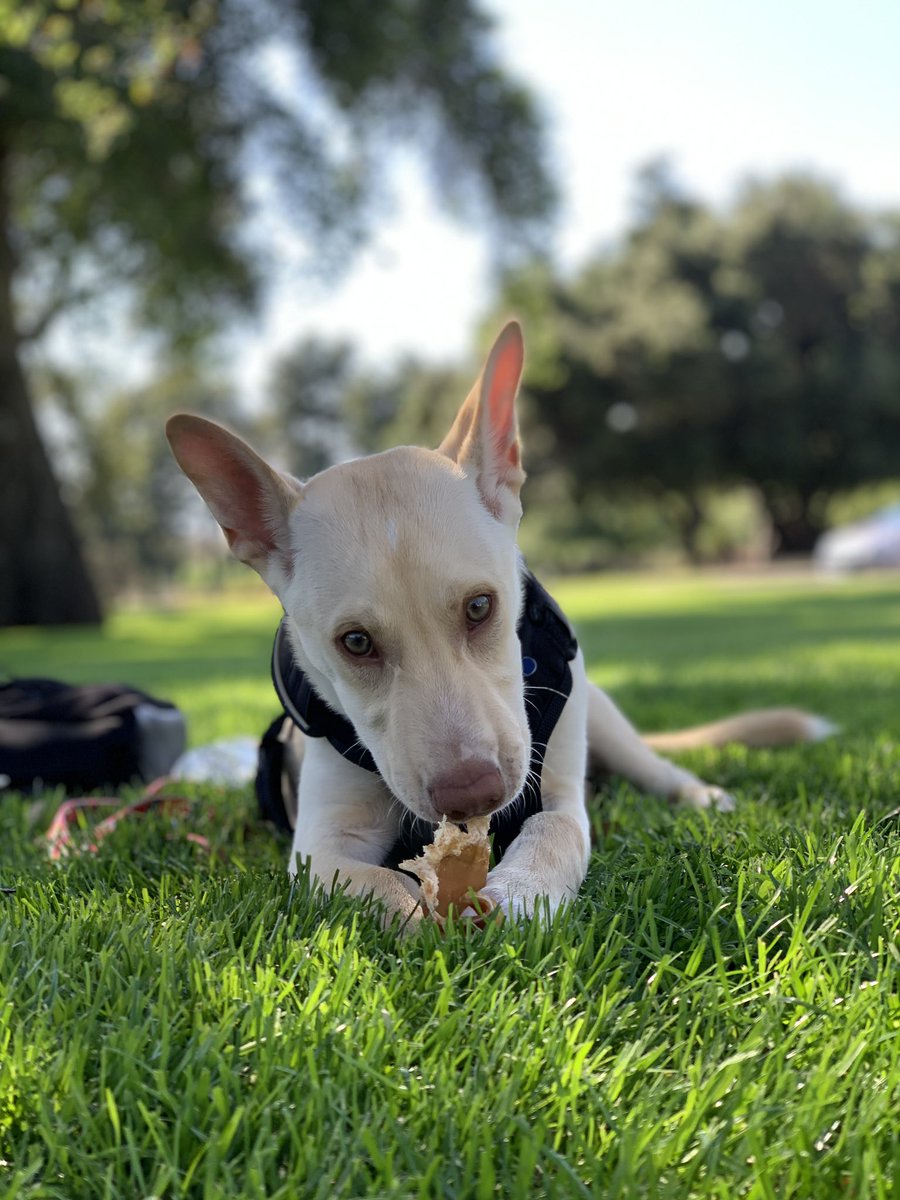 jakobfermanian's tweet photo. twitter meet Toby, Toby meet twitter 🥺 https://t.co/oe0DB3kY2z