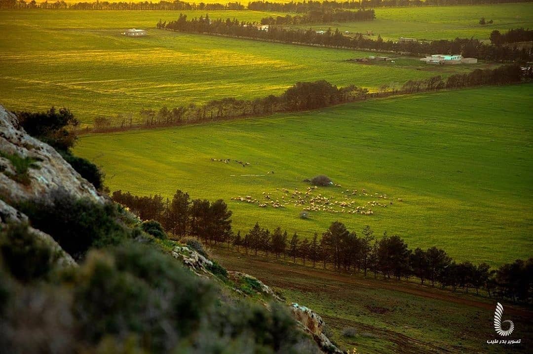 beautiful_libya's tweet photo. مزارع المرج https://t.co/5iE4SFsFC0