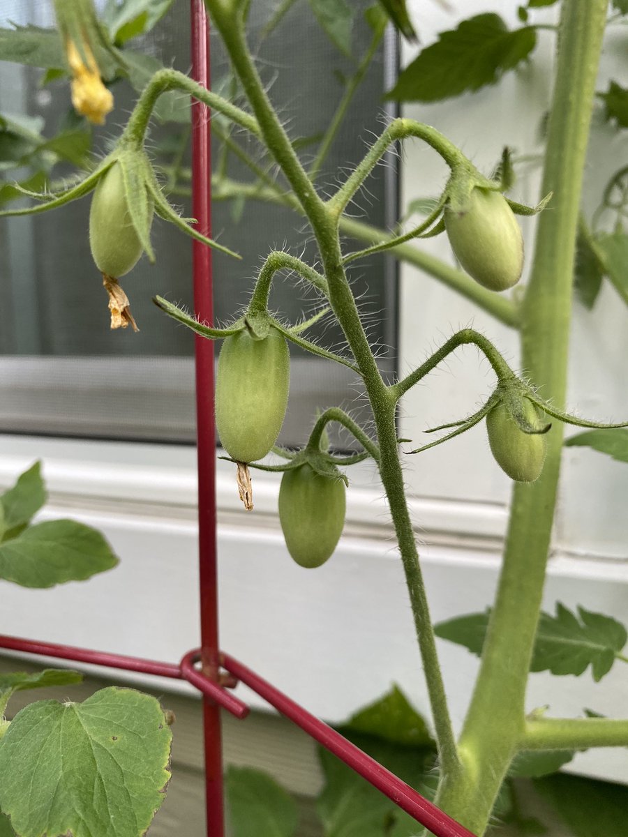 the first time i pruned, i tried to avoid the bigger leaves on the tomato plants but i saw today that they, too, were infected with the bacteria so i cut them down. it was rough  the second pic is of the growing string beans, the third of the developing tomatoes. bloom. 