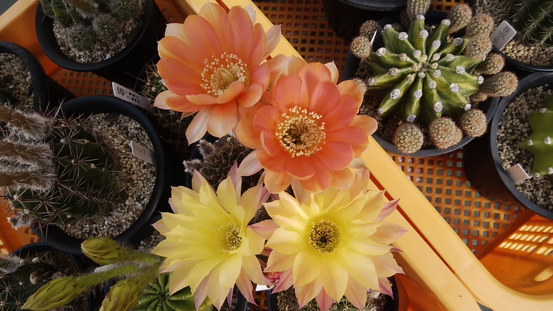 鈴木 暑くなると黄色 朱色系の花が好く見えますね あと紫太陽がやっと咲いた こいつは毎回待たすわ ౪ サボテン 交配種 オレンジマジック 紅顔の美少年 紫太陽 壬生の夕日 エキノプシス交配種 エキノケレウス 花サボテン T Co