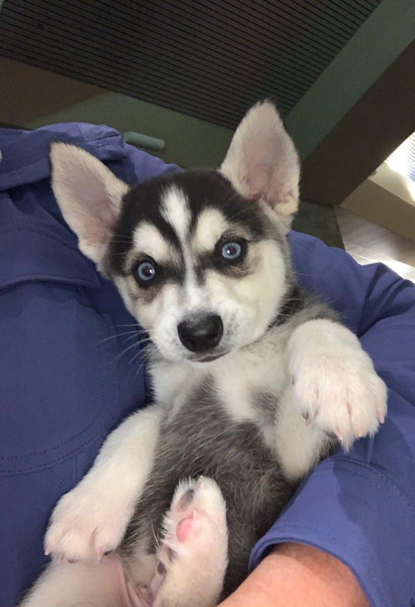 Leslie Marshall tweet media