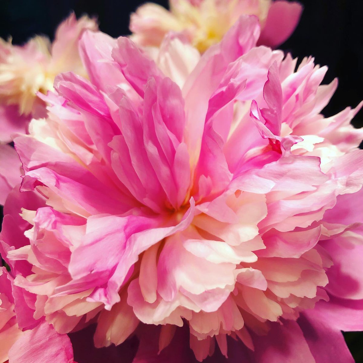 panachestaging's tweet photo. Flowers like art help to create a space that appeals to our senses.  As a stager and colour specialist, I appreciate the beauty of each peony bloom. Each one is a unique work of art and the fragrance of peonies is second to none. #peonies https://t.co/48J5KlB6xq