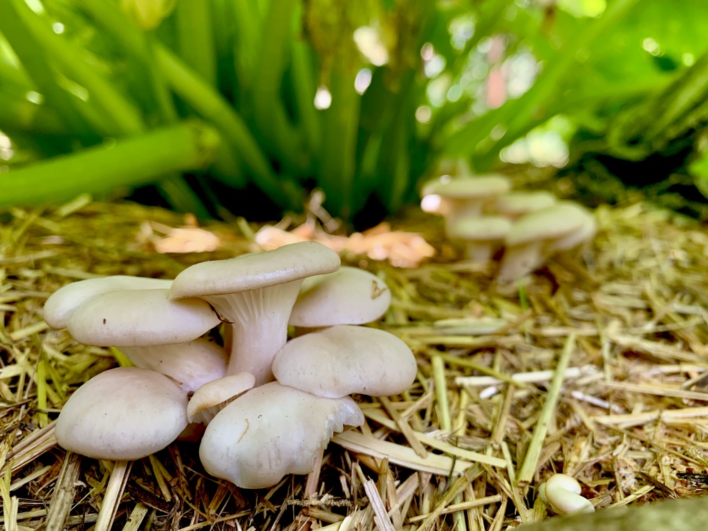 CHSAdamsAtoms's tweet photo. ๐ฒAbout a month ago, we inoculated Hypsizygus Ulmarius (Elm Oysters) in our backyardโs vegetable garden bed...And, Now This...Enjoy!๐ฒ
๐ฆA film on how we did this is here: https://t.co/NqbmcyBCxn ๐ฟ
#ElmOysters #GreyDoveOysters #KingOysters #BackyardMushrooms #GrowCreate #Fungi https://t.co/cpFTMDQmxy