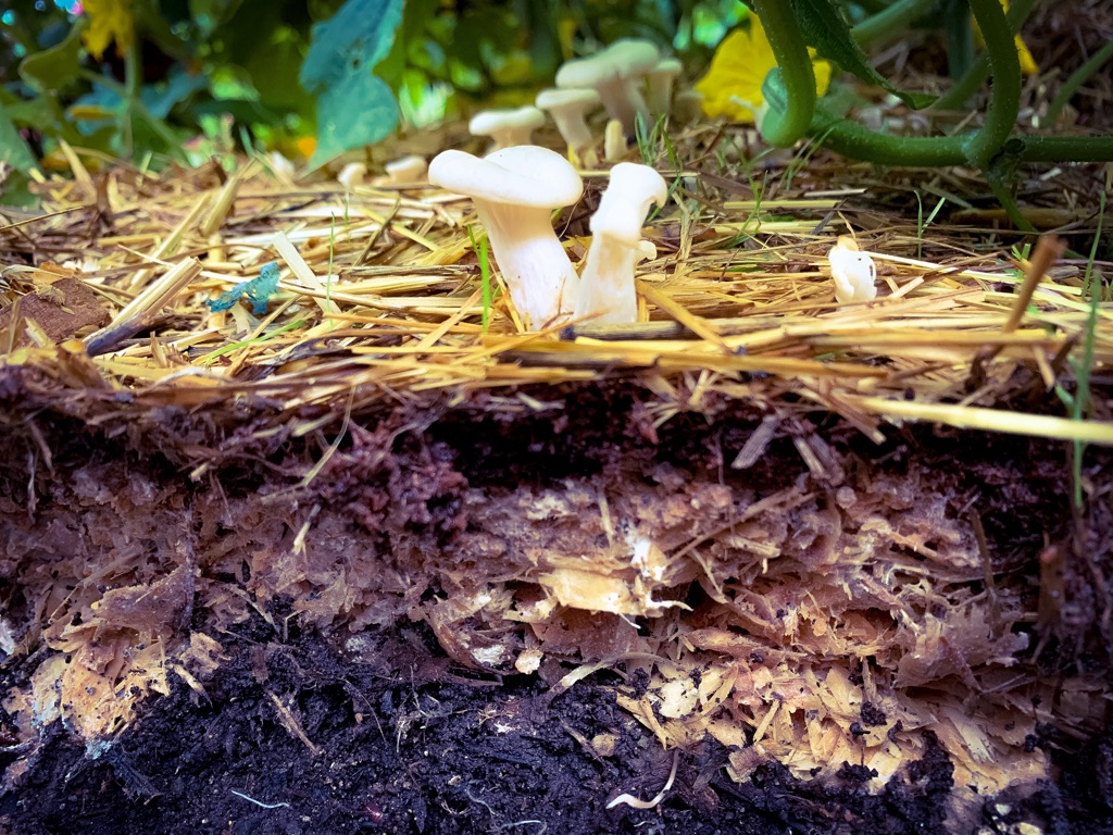 CHSAdamsAtoms's tweet photo. ๐ฒAbout a month ago, we inoculated Hypsizygus Ulmarius (Elm Oysters) in our backyardโs vegetable garden bed...And, Now This...Enjoy!๐ฒ
๐ฆA film on how we did this is here: https://t.co/NqbmcyBCxn ๐ฟ
#ElmOysters #GreyDoveOysters #KingOysters #BackyardMushrooms #GrowCreate #Fungi https://t.co/cpFTMDQmxy