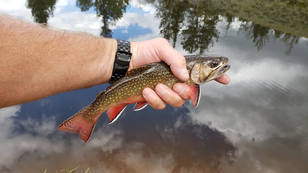 Mark Branch tweet media