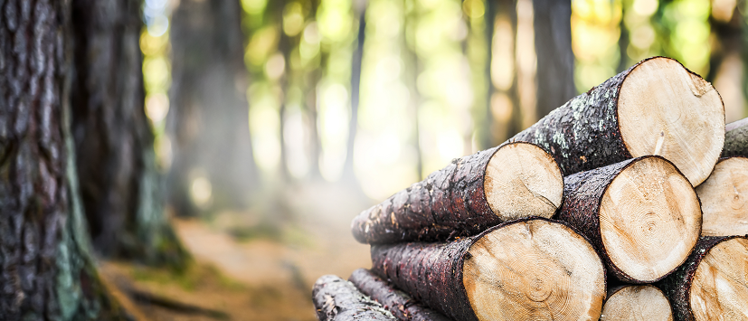 UniforTheUnion's tweet photo. MEDIA RELEASE: #Unifor urges fast action from provincial and federal governments to address fibre access issues in BC as Paper Excellence mill in Mackenzie shuts down.

https://t.co/DWRh1M0aEE
#bcpoli #canlab #forestry #cdnpoli https://t.co/OjMkIjisoM