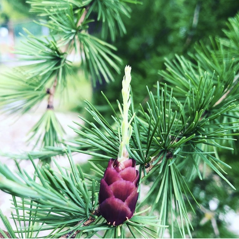 UBCgarden's tweet photo. #inbloom in the Carolinian Forest Garden. 📷: Ben Stormes, Curator of the N. Am. collections. 🌱
1. Aesculus pavia 2. Larix laricina seed cone 3. Acer spicatum 4. Phlox divaricate
#resilienceinbloom #ourgardensyourhome #inbloom #plants #virtuallyvancouver https://t.co/e4whxxIj1d