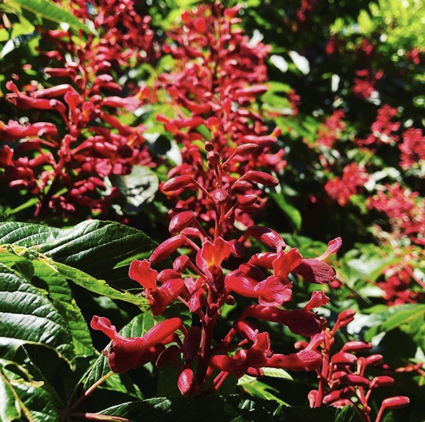UBCgarden's tweet photo. #inbloom in the Carolinian Forest Garden. 📷: Ben Stormes, Curator of the N. Am. collections. 🌱
1. Aesculus pavia 2. Larix laricina seed cone 3. Acer spicatum 4. Phlox divaricate
#resilienceinbloom #ourgardensyourhome #inbloom #plants #virtuallyvancouver https://t.co/e4whxxIj1d