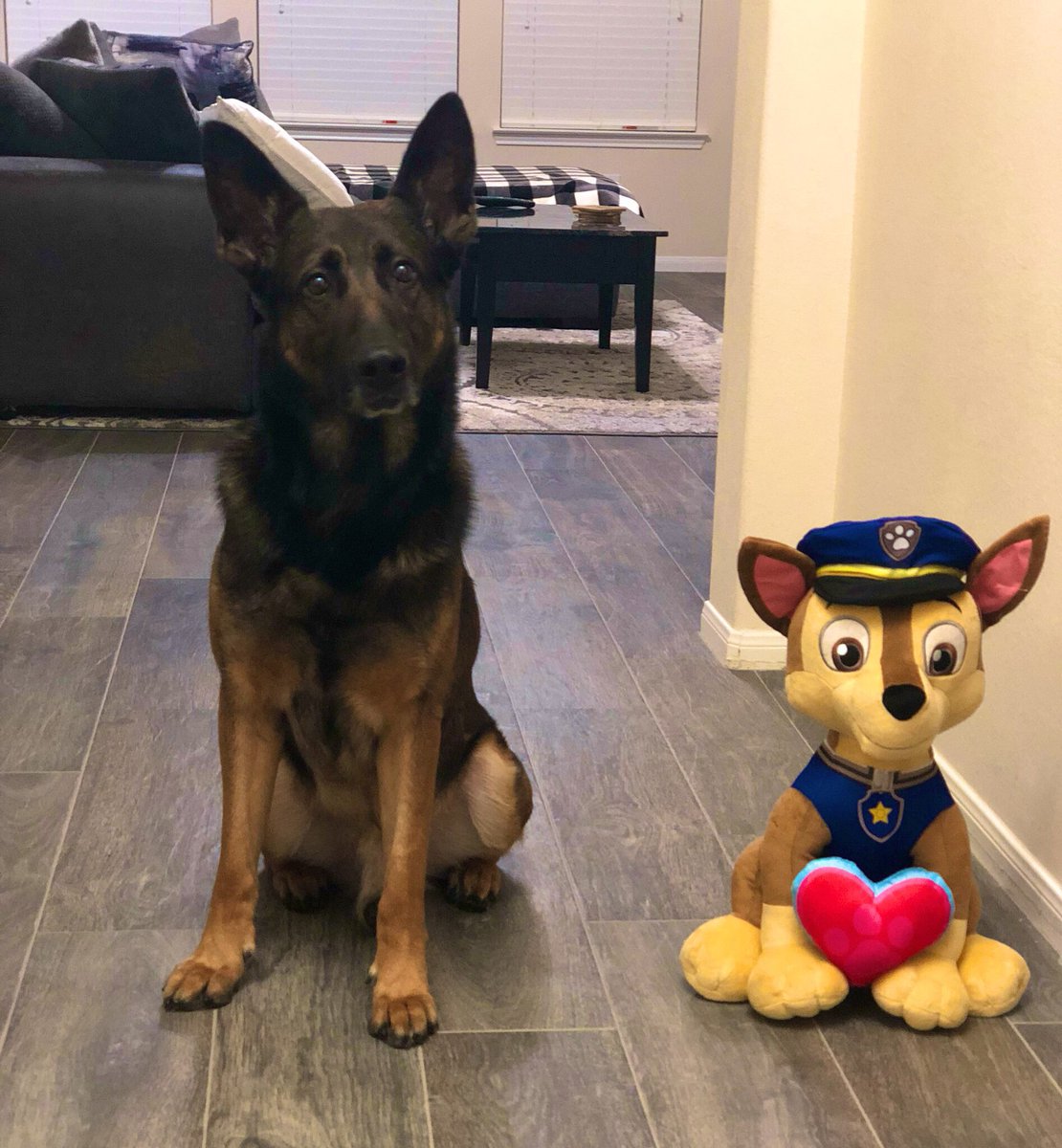 K9__Evo's tweet photo. #standwithchase https://t.co/l6fdzrYkso
