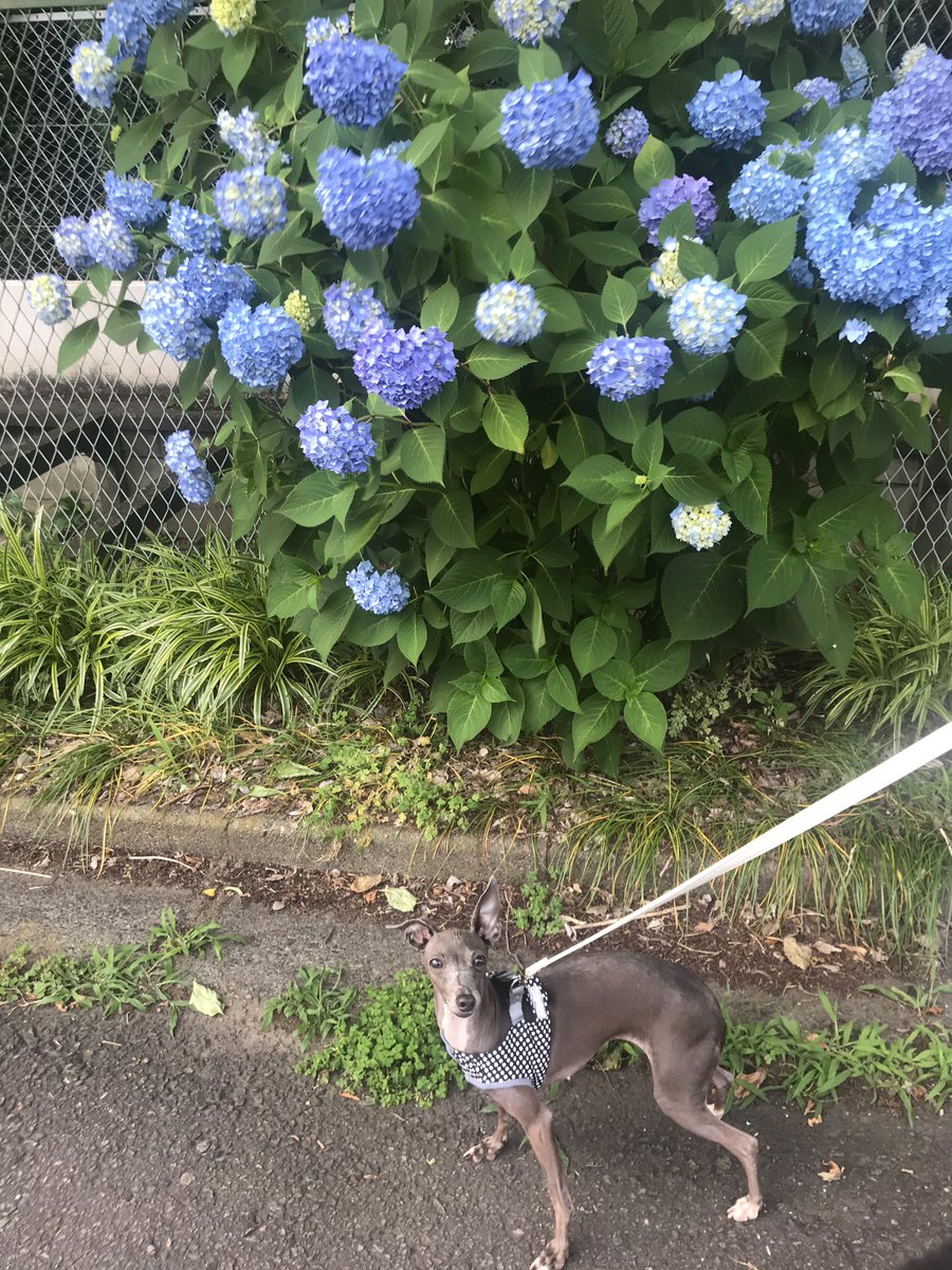 塩 On Twitter 朝んぽで紫陽花と 夜は雨でお散歩行けず 朝も一気に暑くなったから短め どんどんお出かけし辛くなるねぇ 室内 エアコン完備のドッグラン興味あるけど まだ怖いもんなぁ おうちでボール遊びしようね 元保護犬 イタグレ 紫陽花と犬 Https