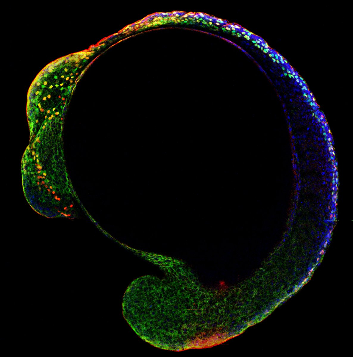 #2020SDB Speaker Previews

Join us July 9-16, 2020 ONLINE!
REGISTER NOW! DEADLINE TOMORROW! 
Concurrent Session 1: “Pattern Formation across scales”

Martyna Lukoseviciute @LukMartyna is a student in the @saukaspengler lab.

Cool neural crest development! tsslab.co.uk/main_projects