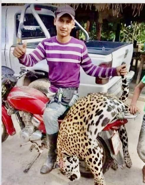 TarekWiliamSaab's tweet photo. #AHORA DETENIDO y a la orden del Ministerio Público: el ciudadano José Castillo responsable de dar muerte con un rifle a un #Jaguar en la población de Santa Barbara ( Barinas ) ... dicho sujeto será #Imputado por delitos tipificados en la Ley Penal del Ambiente #JUSTICIA https://t.co/idjXP47e6a