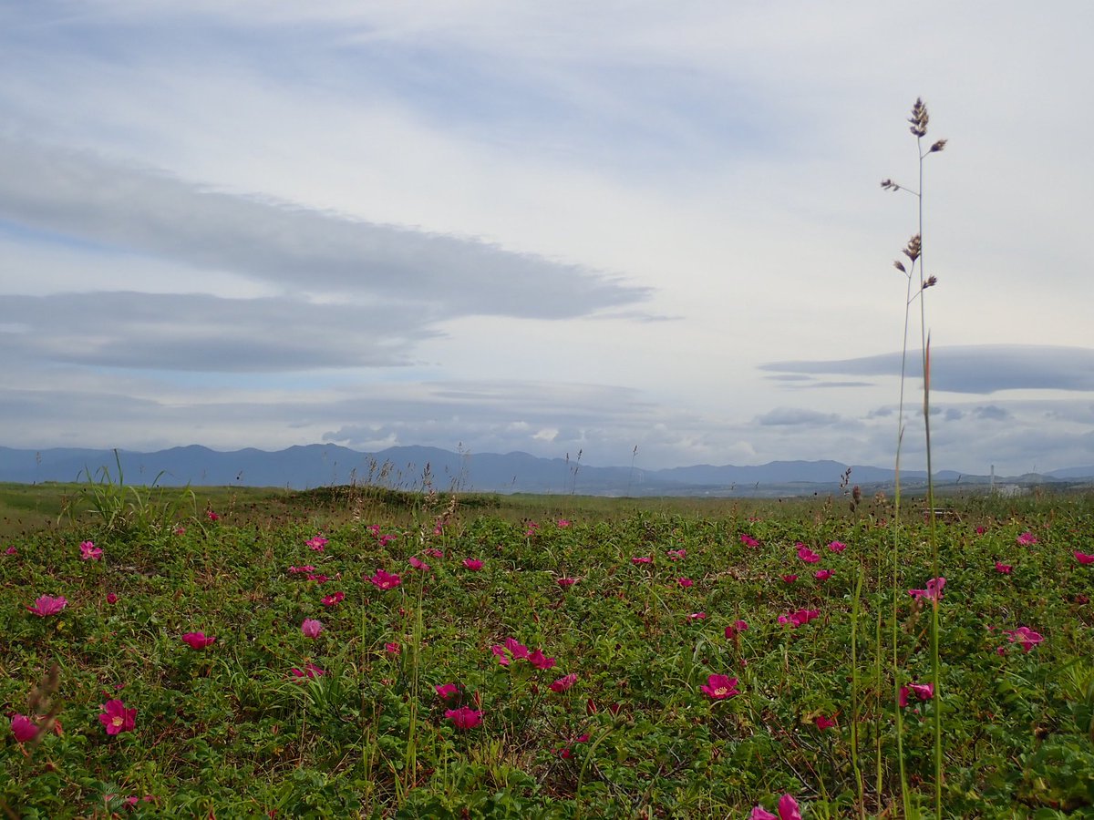 おさむかな サルバドール もちりんぱる おさむかな おさむじゃないよ おさむだよ マツモトヨシキ おはようございマウニ 今がハマナスの見頃ですねギョ