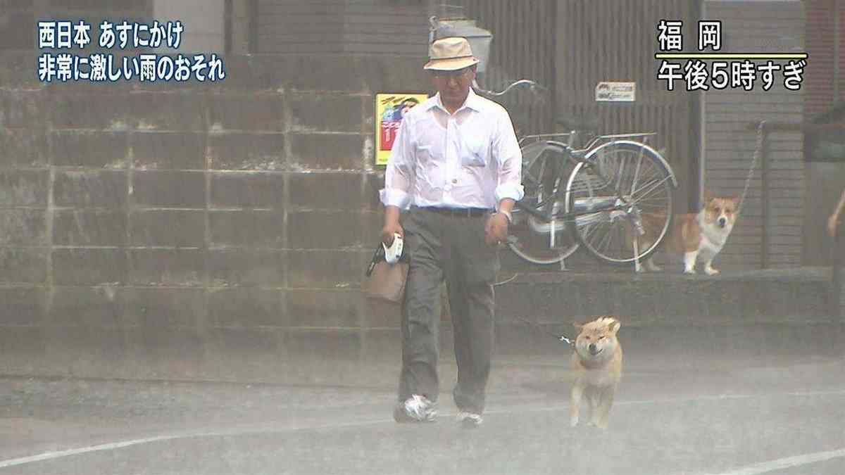 台風の日に柴犬の散歩をするおじさんとその光景を見つめるコーギーが