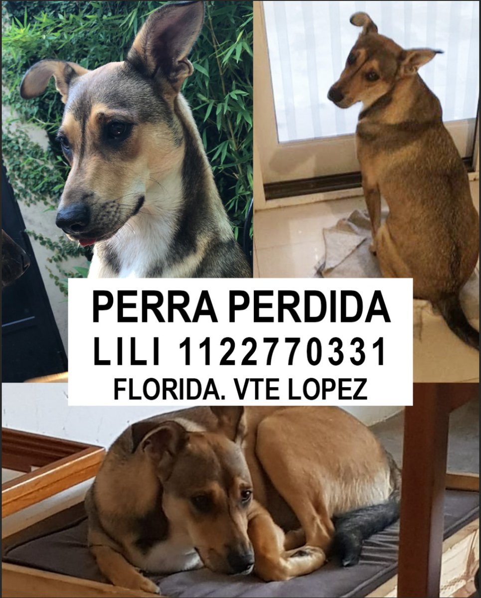 Compartir porfa!! #perraperdida <a href="/VivamosVL/">Vicente López</a> <a href="/perroperdidoZN/">perrosperdidosZN</a> <a href="/mascotaper/">perroperdido</a>