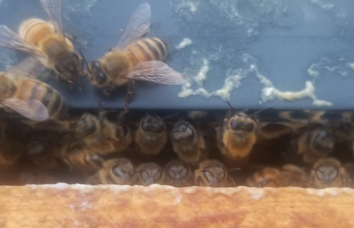 Just a few curious bees