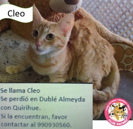 Fundación ClubGatero tweet media