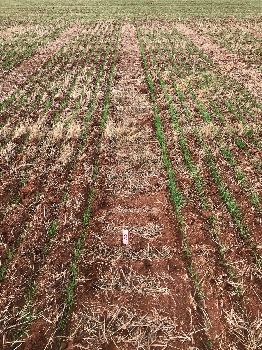 Very interesting side by side comparison of a new competitor product (L) with Sakura (R) at the York #Bayertrial hub. It went in a little shallow (seed @ 2.5 cm) due to soil type, and the handbrake has been applied on the left whilst the Sakura plot is happy days. <a href="/Bayer4CropsAU/">Bayer AU 🇦🇺 | Crop Science</a>