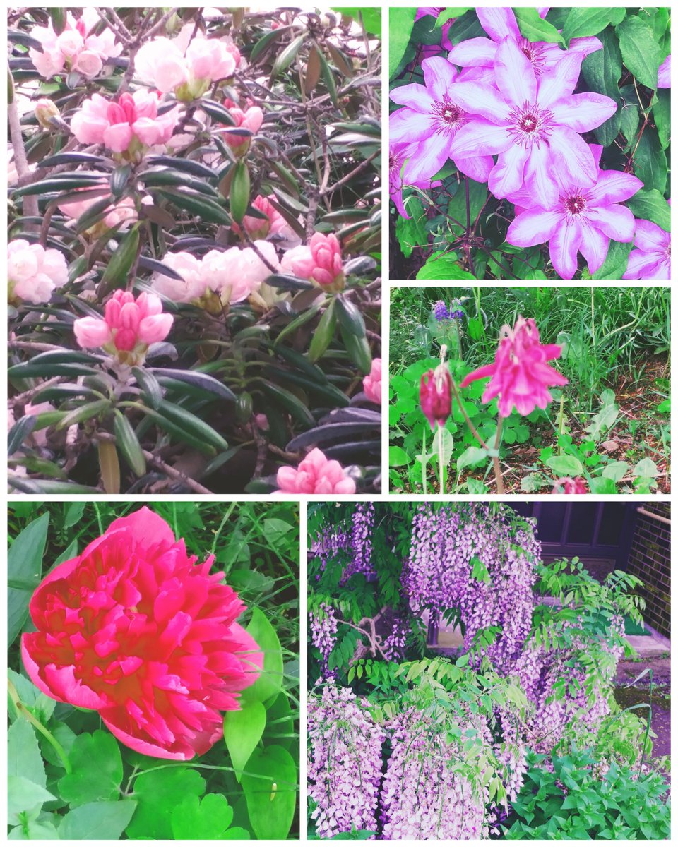 Pomta 百花繚乱 All Kinds Of Flowers Profusion In My Garden Wisteria 藤 Peony 芍薬 Clematis テッセン Alpine Rose シャクナゲ Columbine オダマキ T Co H0r2cgzrha Pomta 百花繚乱 All Kinds Of Flowers Profusion In My Garden Wisteria 藤 Peony 芍薬 Clematis テッセン Alpine Rose シャクナゲ Columbine オダマキ T Co H0r2cgzrha