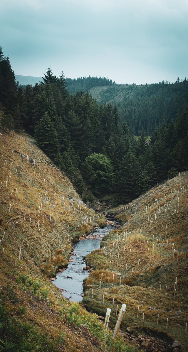 Peter Wilson tweet media