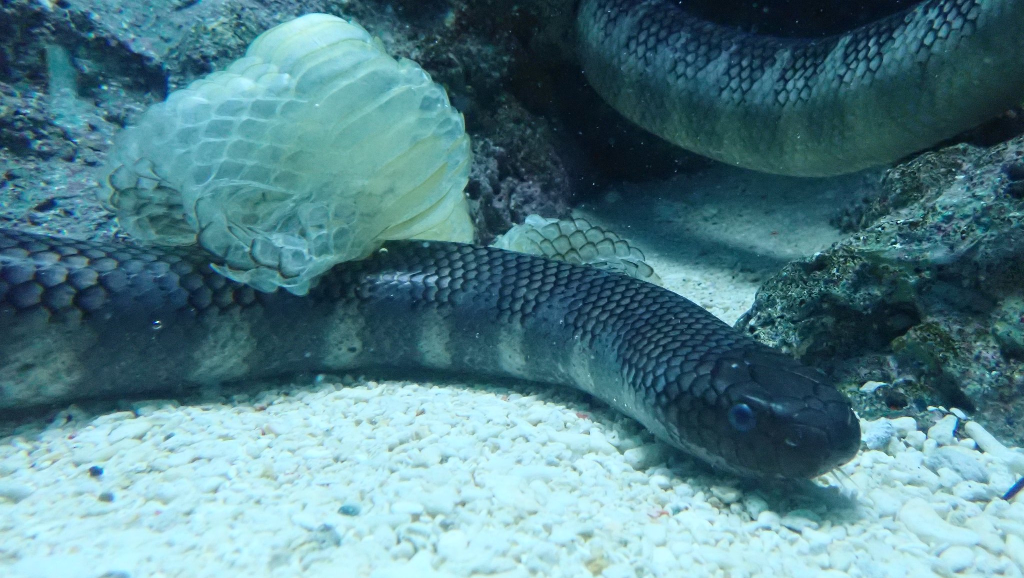 いおワールドかごしま水族館 公式 Di Twitter エラブウミヘビが脱皮をしていました こころなしかウミヘビもリフレッシュ した顔を しているような気がしました エラブウミヘビ 南西諸島の海 いおワールド いおワールドかごしま水族館 公式 Di Twitter エラブウミヘビが脱皮をしていました こころなしかウミヘビもリフレッシュ した顔を しているような気がしました エラブウミヘビ 南西諸島の海 いおワールド