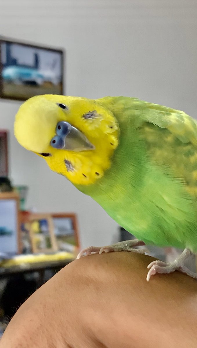 70以上 かわいい 世界 一 可愛い セキセイ インコ シェフ ミッキー キャラクター