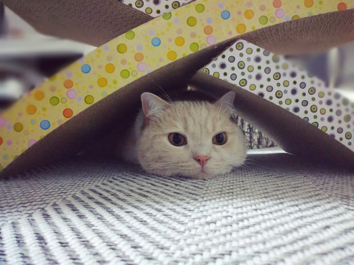 ねこ大福 Twitter Search