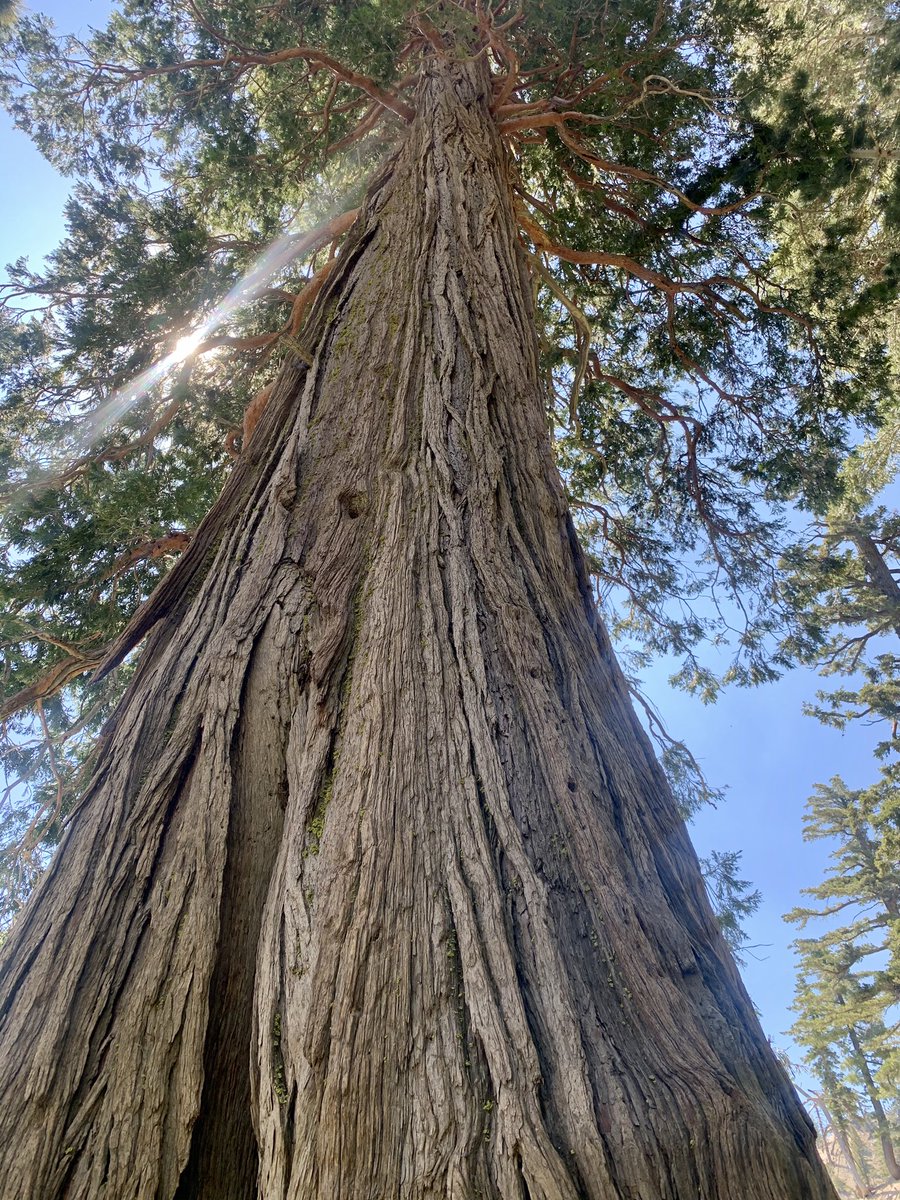 NYRJERRY's tweet photo. Mount Baden-Powell via Islip Saddle this morning. Hands down best section of the #sangabrielmountains #hokaoneone #timetofly #runwithuspasadena #vfuel #tifosi #vfuel https://t.co/lV3HFJWI2x