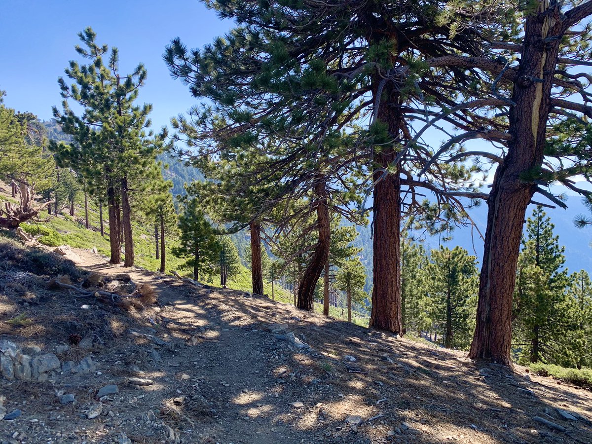 NYRJERRY's tweet photo. Mount Baden-Powell via Islip Saddle this morning. Hands down best section of the #sangabrielmountains #hokaoneone #timetofly #runwithuspasadena #vfuel #tifosi #vfuel https://t.co/lV3HFJWI2x