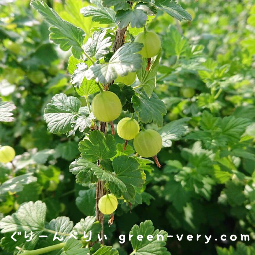 グーズベリージャム