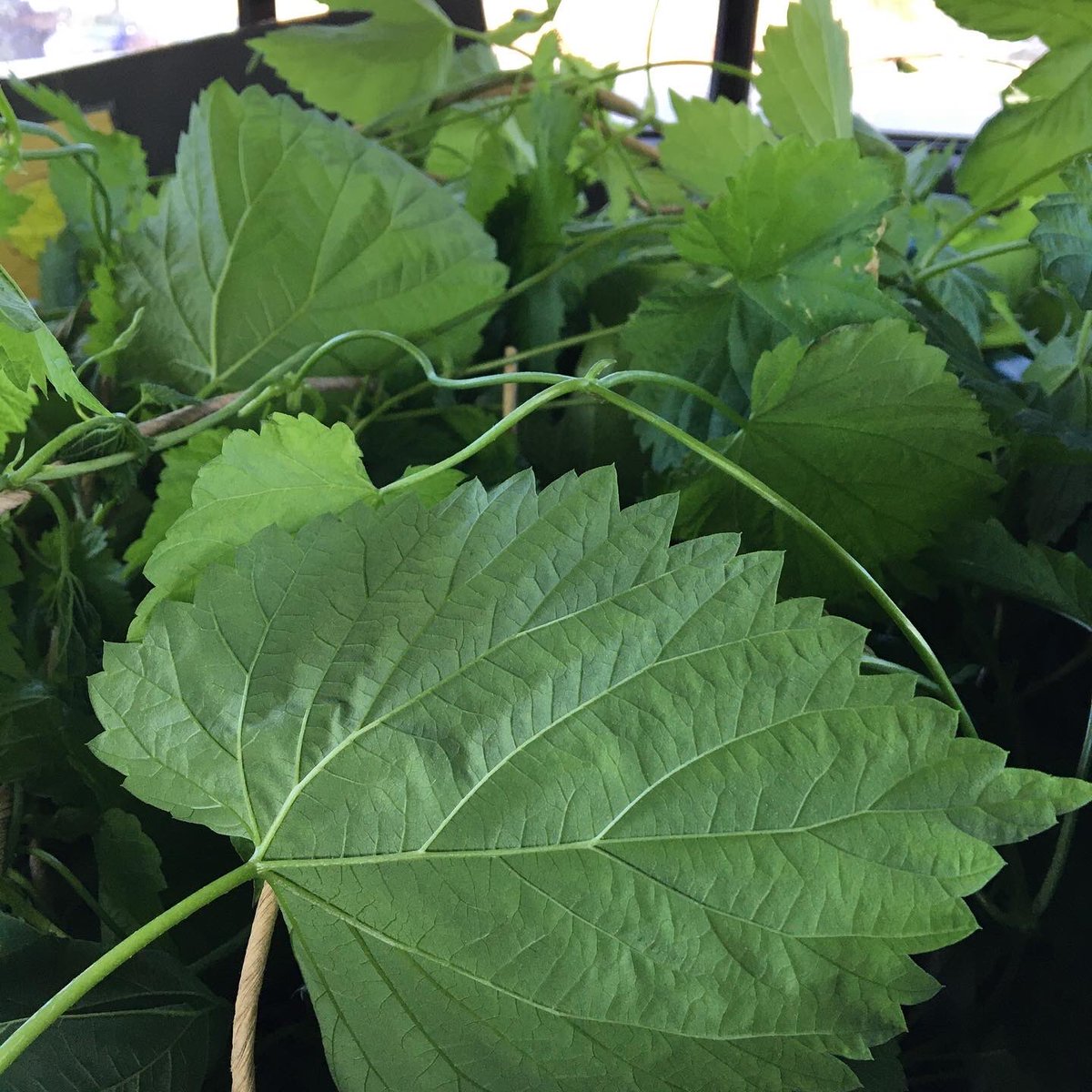 POP-UP hop plant sale today 3 to 6:40 PM <a href="/alley_kat_beer/">Alley Kat Brewing</a> Brewery. Heading in with a full load of Limited edition mature hops: 50 large plants X 4ft bines on each plant = 200 ft of live bines trucking its way to you guys. (Your online math lesson for the day ) #hops #abcraftbeer