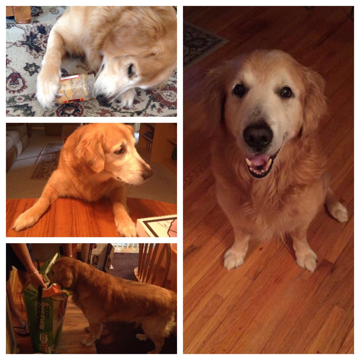 michaelleo3793's tweet photo. I’ve been missing Koda so much these past few weeks. As long as I’m on Twitter, this will forever be my pinned tweet and will never be replaced.

I love and miss you every single day, Koda. Your memory will resonate within me until the end of time. #LiveForever https://t.co/XMSDK7B2lj