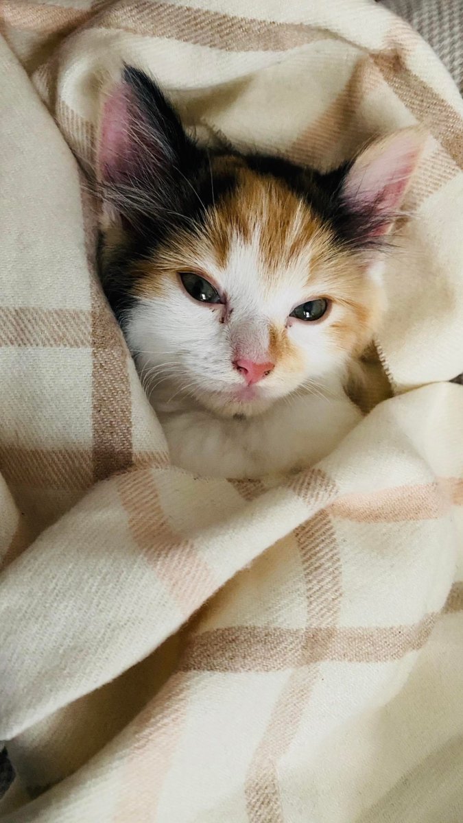 first set of shots for kittens