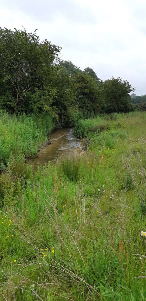 willbartle's tweet photo. Day 10 #30DaysWild spent on the @LincChalkStream - lucky me! https://t.co/tfHeugJKiA