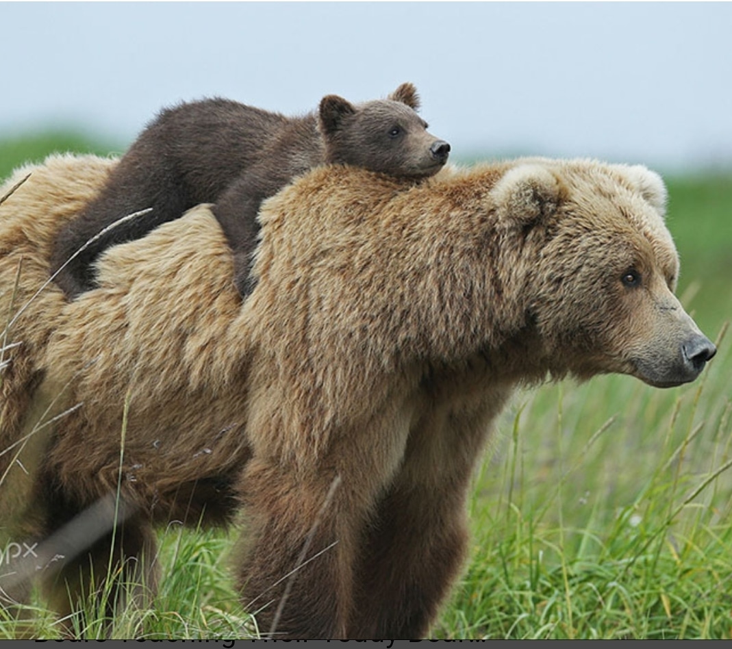 #wildlife has been enjoying our absence. Let's please be mindful of their needs as we reopen parks and #NPS and #LNT #donoharm 🙏🏼🙏🏾
🐾🐻
#travelsafe #traveltribe #SocialDistance 
                 🐻🐾
<a href="/RoamingTimes/">Roaming Times RV🏞️</a> <a href="/RVingTweets/">RVingTweets</a> 
<a href="/whyrvalone/">Why RV alone🏞️</a> <a href="/BetterToWander/">Better To Wander</a>