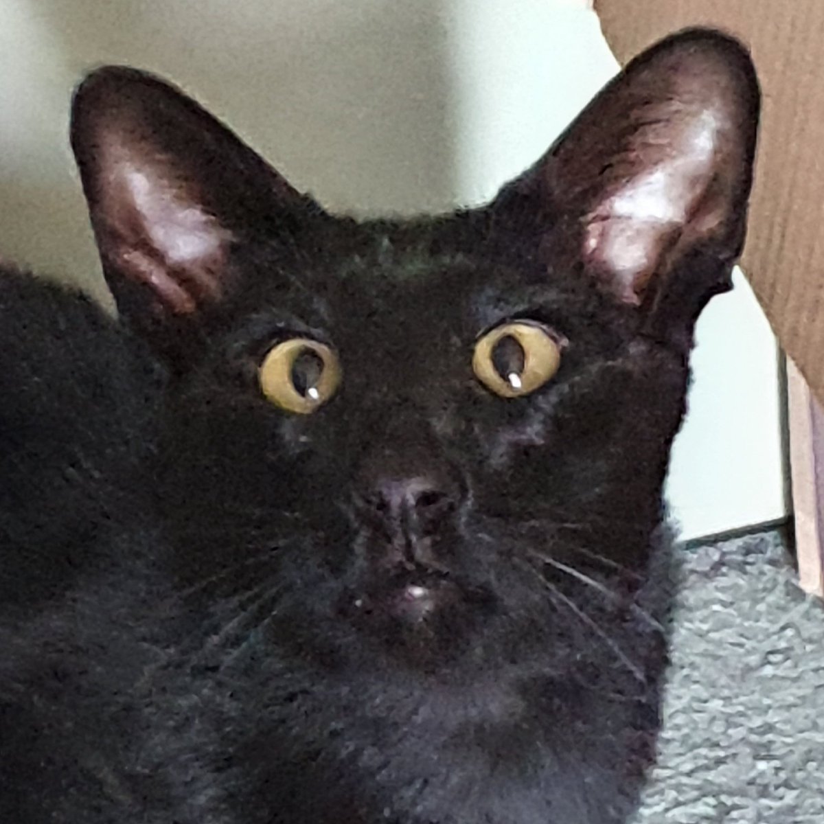 PsycheKick's tweet image. I am going to catch that fly! #cats #oriental #siamese #catsinlockdown