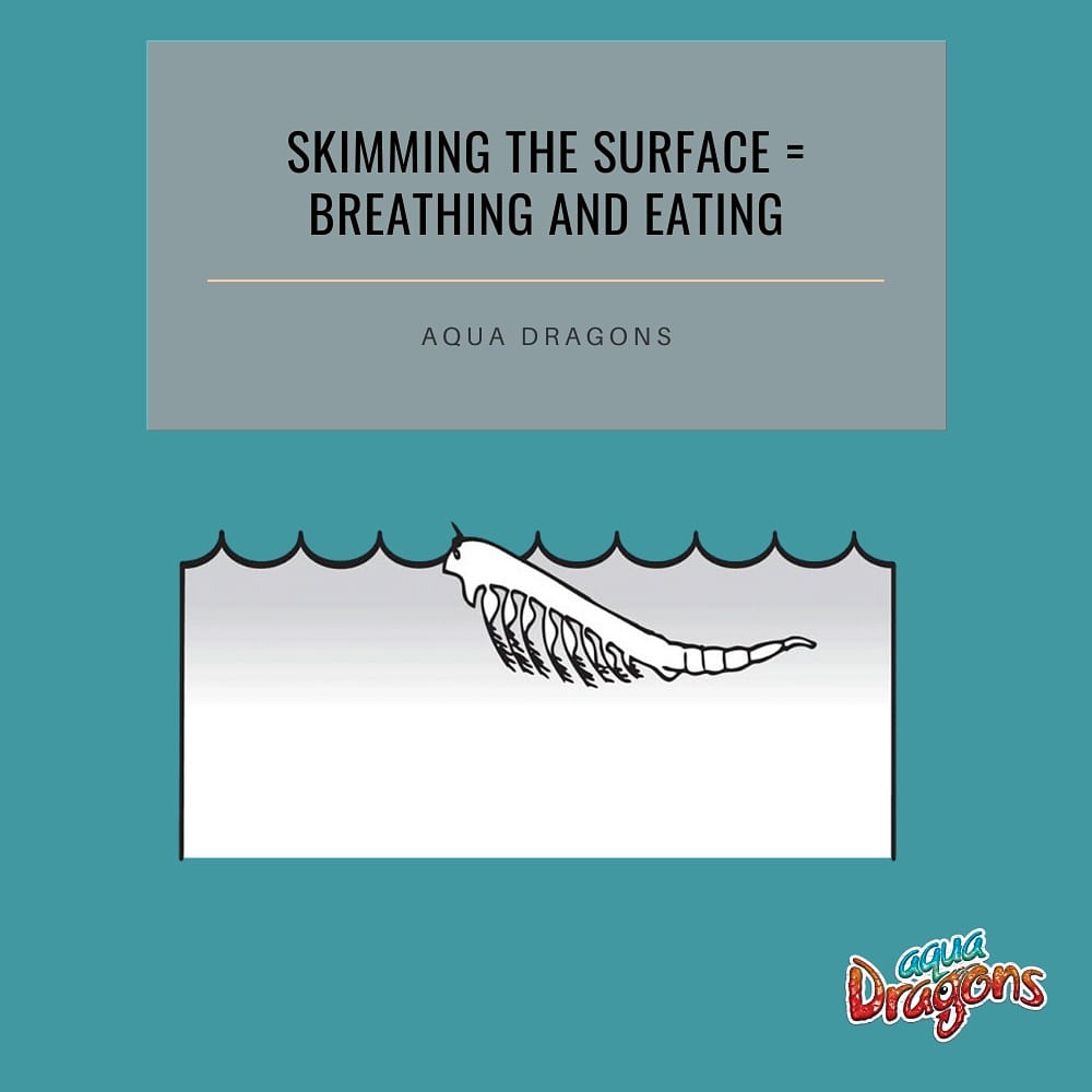 AquaDragonsHQ's tweet photo. Do you know ? #aquadragons are skimming the surface for breathing and relaxing.  
Want to learn more?
Visit https://t.co/Z0QoJsHozy
.
.
#didyouknow #aquadragons #aqua.dragons1 #underwater #artemia #aquarium #sciencetoy #eggs #reproduction #stem #lifecycleproject #life https://t.co/PetZwojRqf