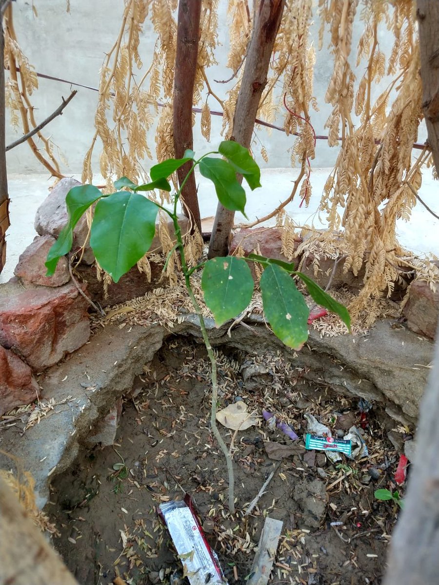 RajputJoti's tweet photo. #MSDOSINDHPlantDrive https://t.co/kqkJK0nbSj