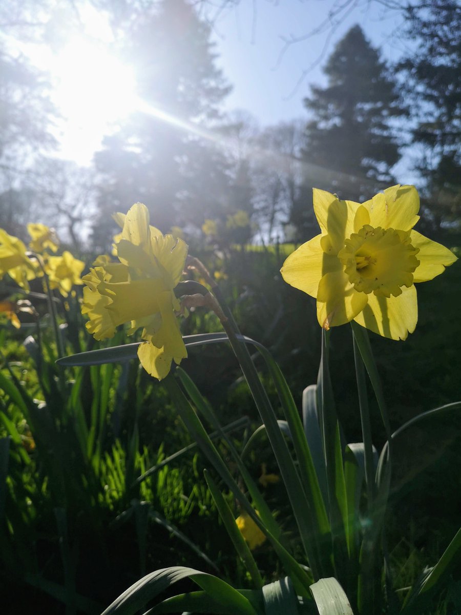 info_specific's tweet image. 💐What a glorious flower - but does anyone actually know why the daffodil is our National emblem? 

If you know, please fill us in! 
(comment below)

📸#SolarSnaps