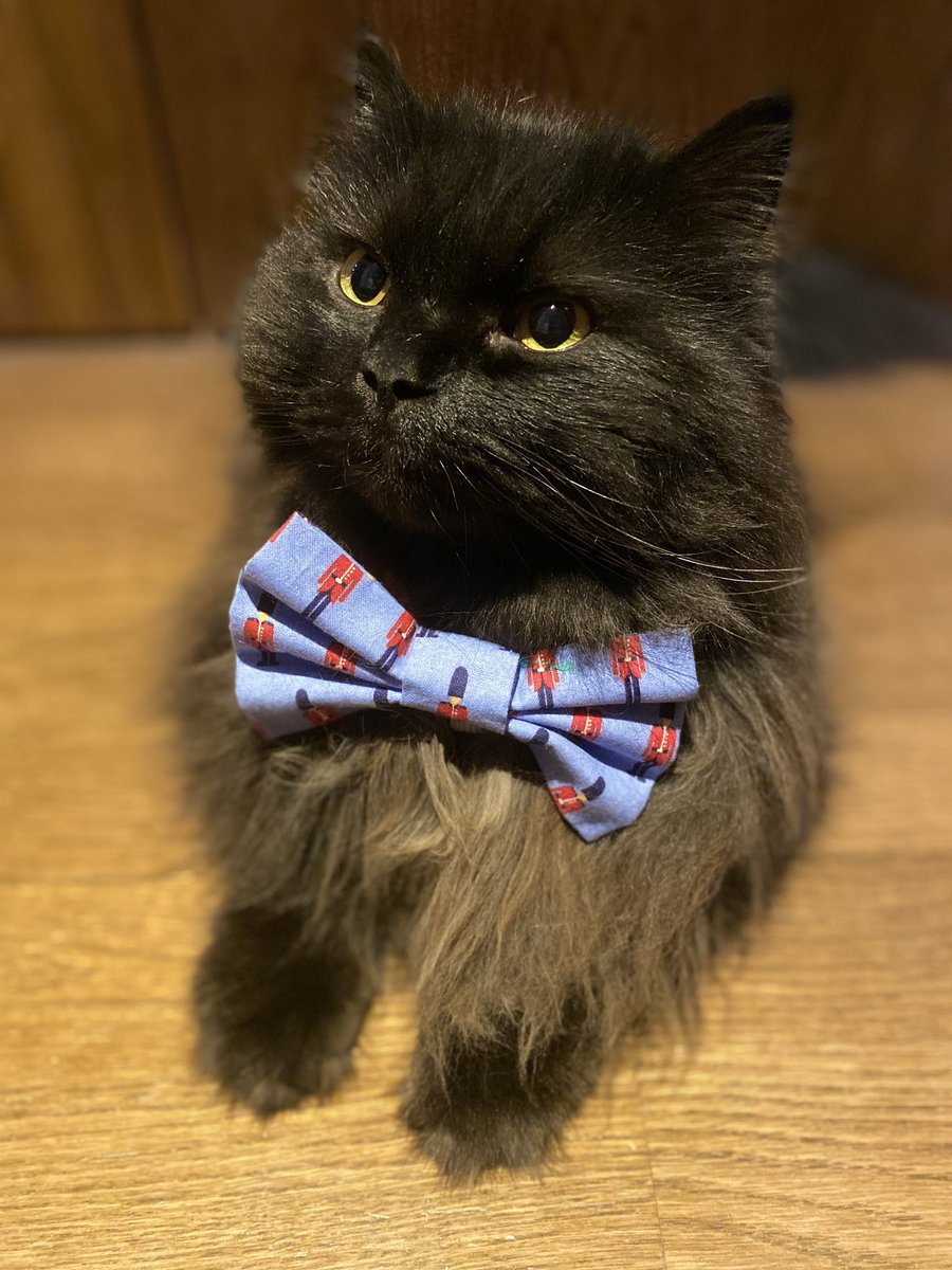 meow_london's tweet photo. Friday!!!! ๐บ
#readyforweekend #fridaymotivation #fridayvibes #kookoopooch #coolcat #catlovers #blackcatsrule #catstyle #smiles #petsastherapy #patcatstory #patcatdiary https://t.co/tCI70fhOlF