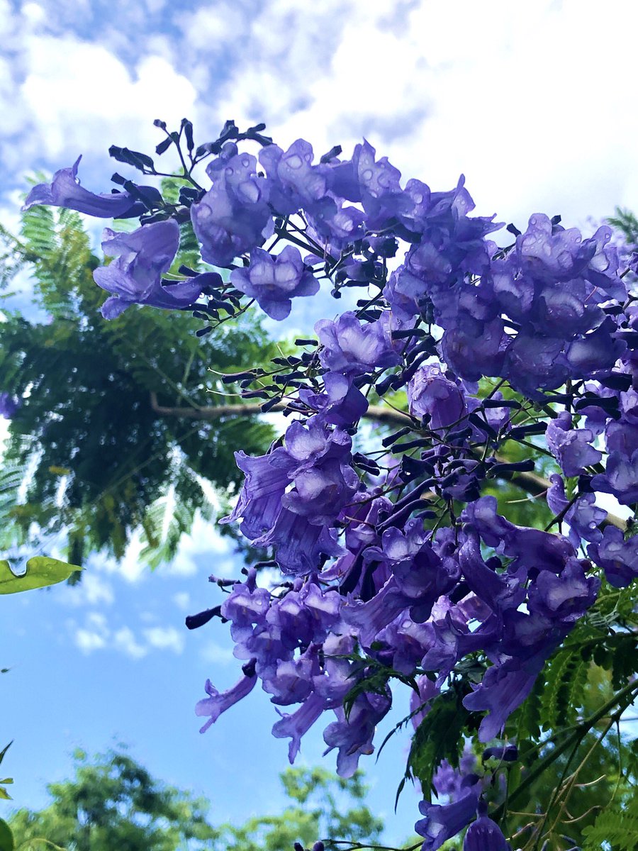 水谷美紀 東京では珍しい中南米原産のジャカランダ なぜか代官山には わたしの知る限り 二本ある 花の咲いた様子から日本名は紫雲木 ぴったりの名前 ギターに使われる物とは別種らしい T Co Sieezc8f5r Twitter