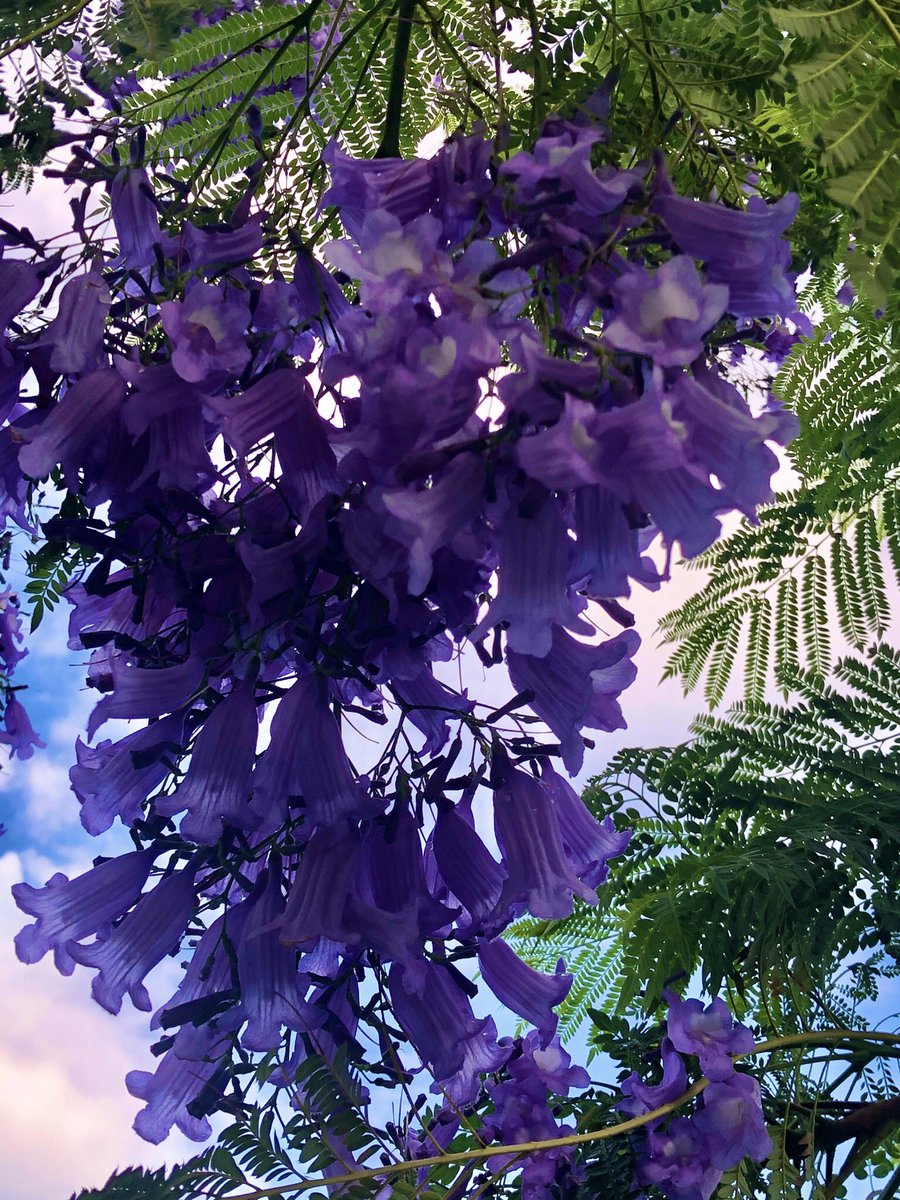 水谷美紀 東京では珍しい中南米原産のジャカランダ なぜか代官山には わたしの知る限り 二本ある 花の咲いた様子から日本名は紫雲木 ぴったりの名前 ギターに使われる物とは別種らしい T Co Sieezc8f5r Twitter