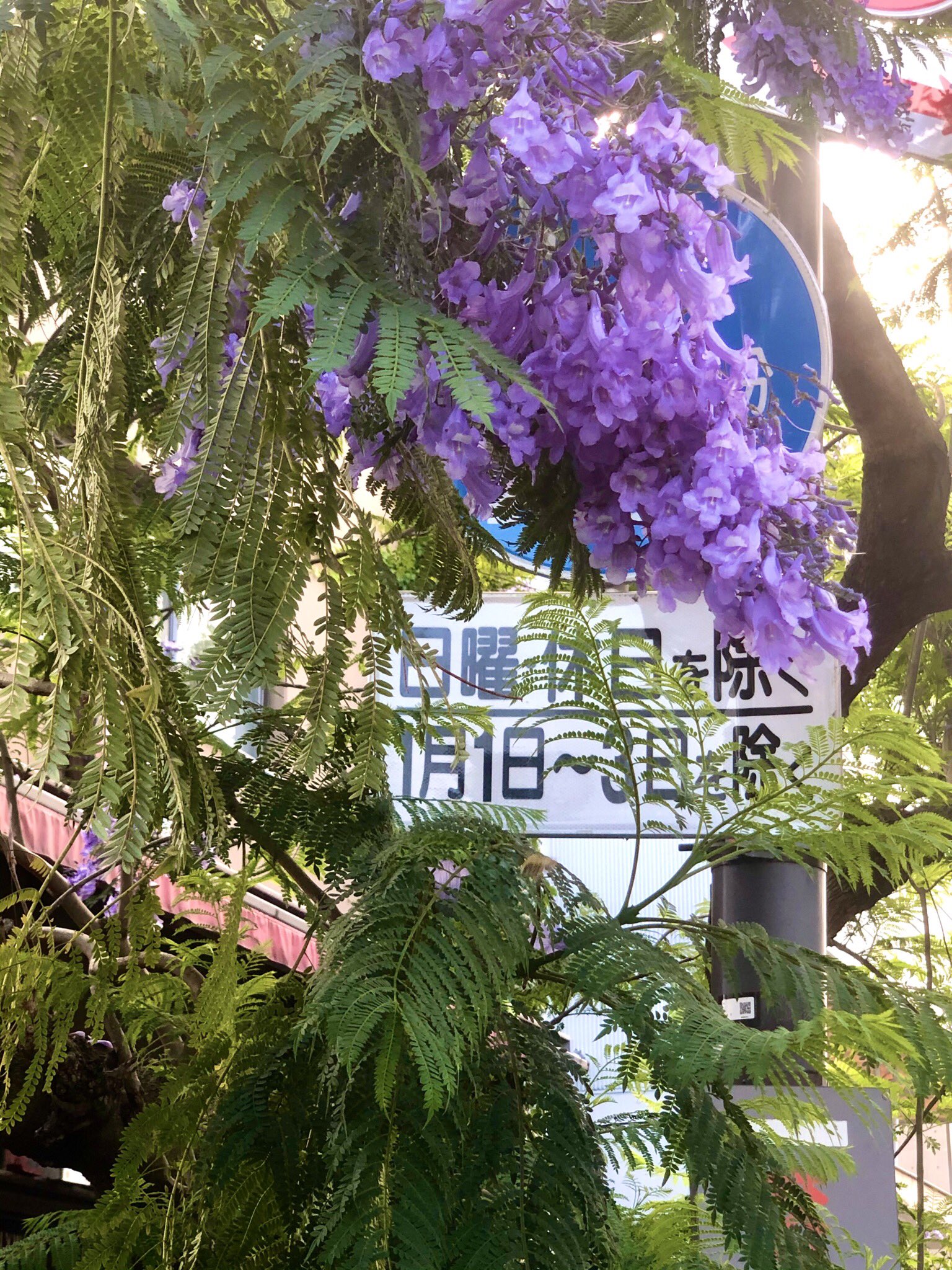 水谷美紀 東京では珍しい中南米原産のジャカランダ なぜか代官山には わたしの知る限り 二本ある 花の咲いた様子から日本名は紫雲木 ぴったりの名前 ギターに使われる物とは別種らしい T Co Sieezc8f5r Twitter