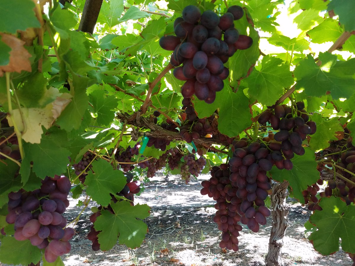Way2Gro's tweet photo. CV Grape Week Celebrating 115 years of Coachella Grapes.
There are over 15 different varieties of grapes grown in the Coachella Valley.  Here are Sweet Sapphire, Sugraones, Scarlet Royal, &amp; Flames.  #buylocal #buyCA #grapesfromCA https://t.co/NuSyf9pMEf