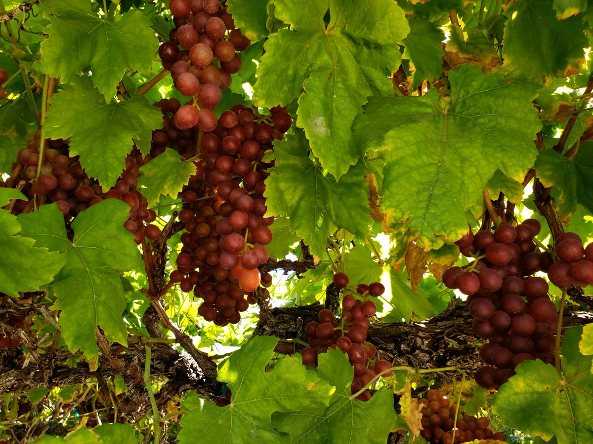 CV Grape Week Celebrating 115 years of Coachella Grapes.
There are over 15 different varieties of grapes grown in the Coachella Valley.  Here are Sweet Sapphire, Sugraones, Scarlet Royal, &amp; Flames.  #buylocal #buyCA #grapesfromCA