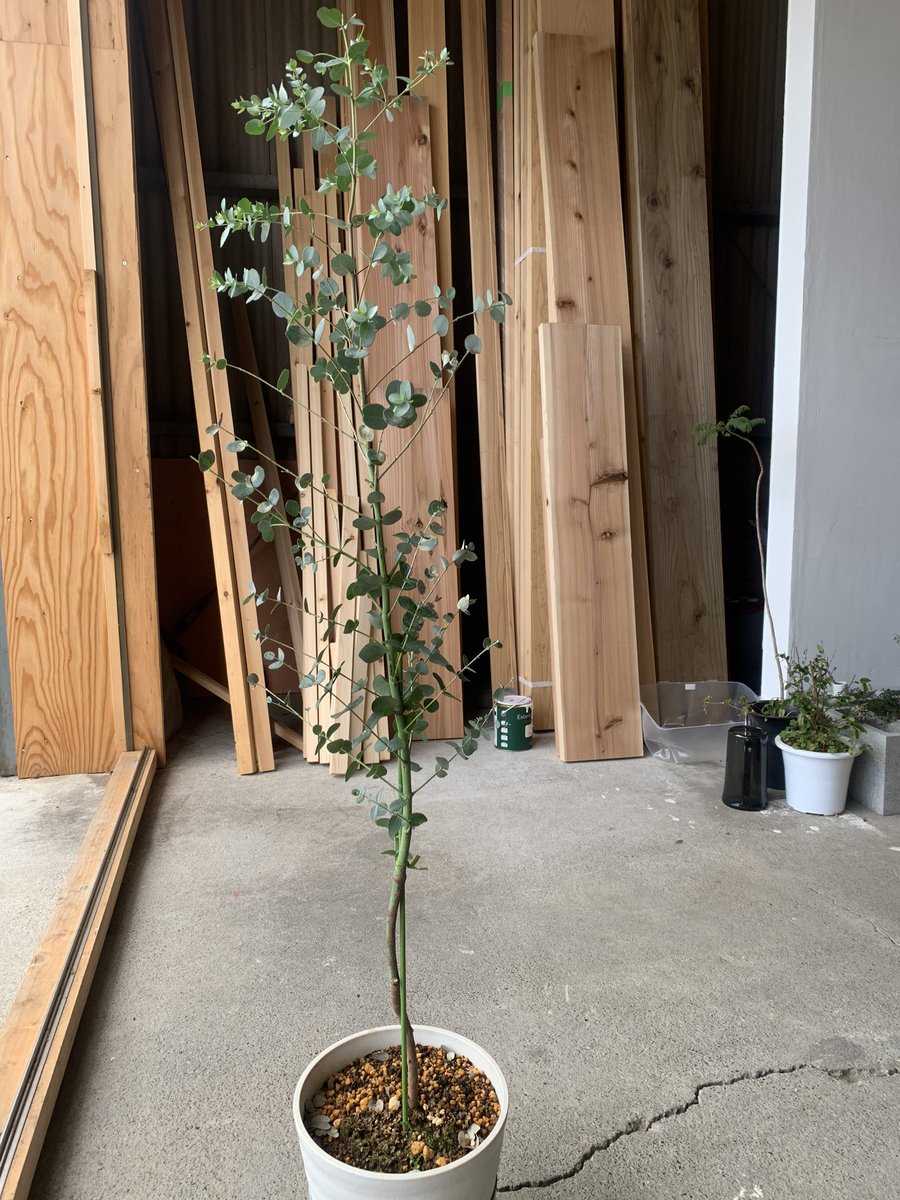 ますいいリビングカンパニー高崎分室 Masuii Takasaki Twitter