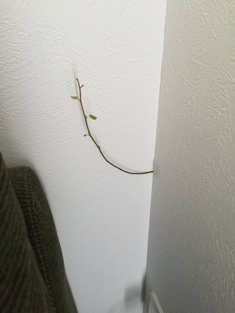 安易な気持ちでを植えないで 観葉植物のワイヤープランツを植えた結果 水道を破壊し 壁から室内に侵入される大変な事態に Togetter