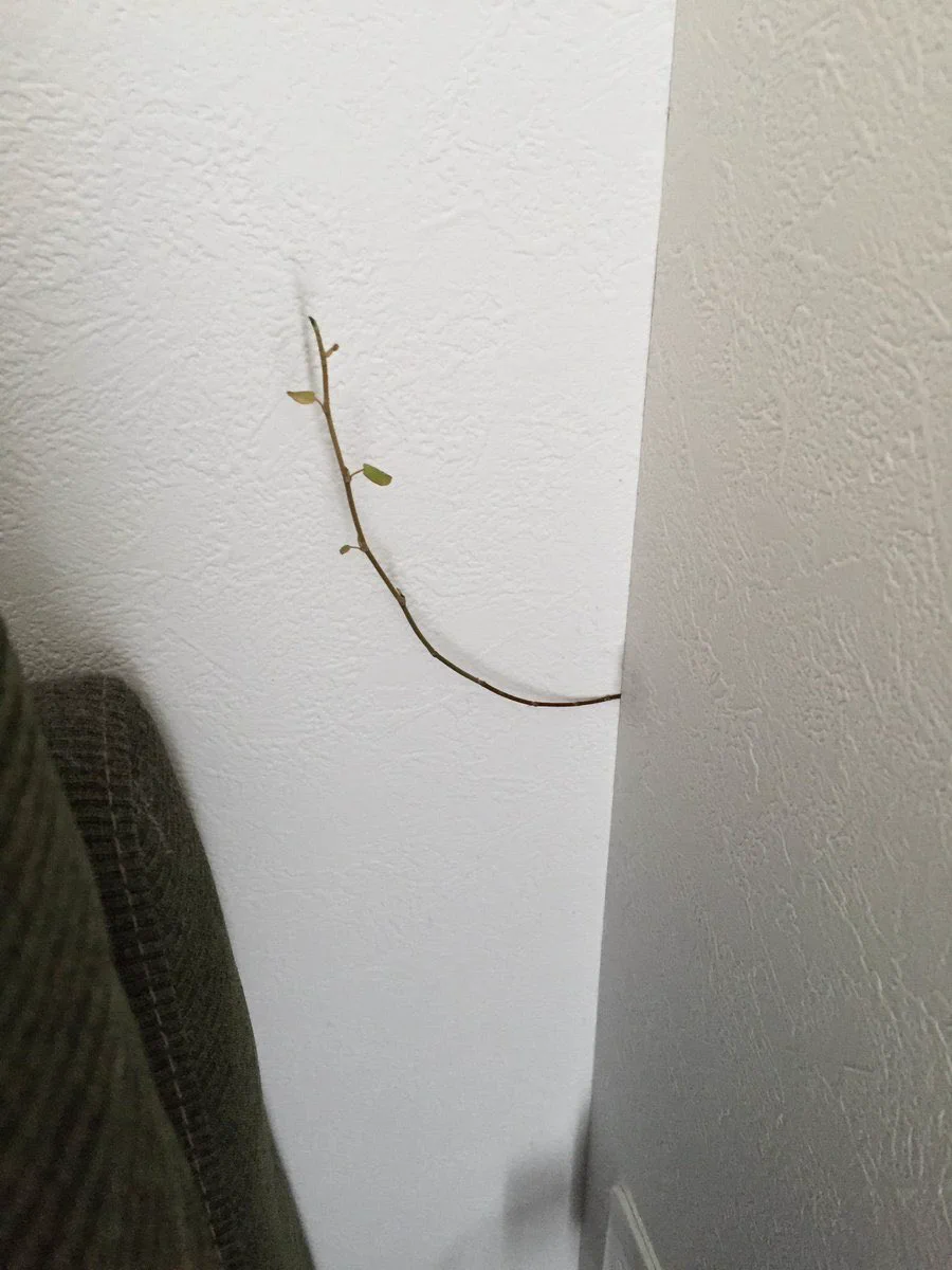 家の中に侵入されることもある？！「ワイヤープランツ」を植えるなら慎重に･･･！