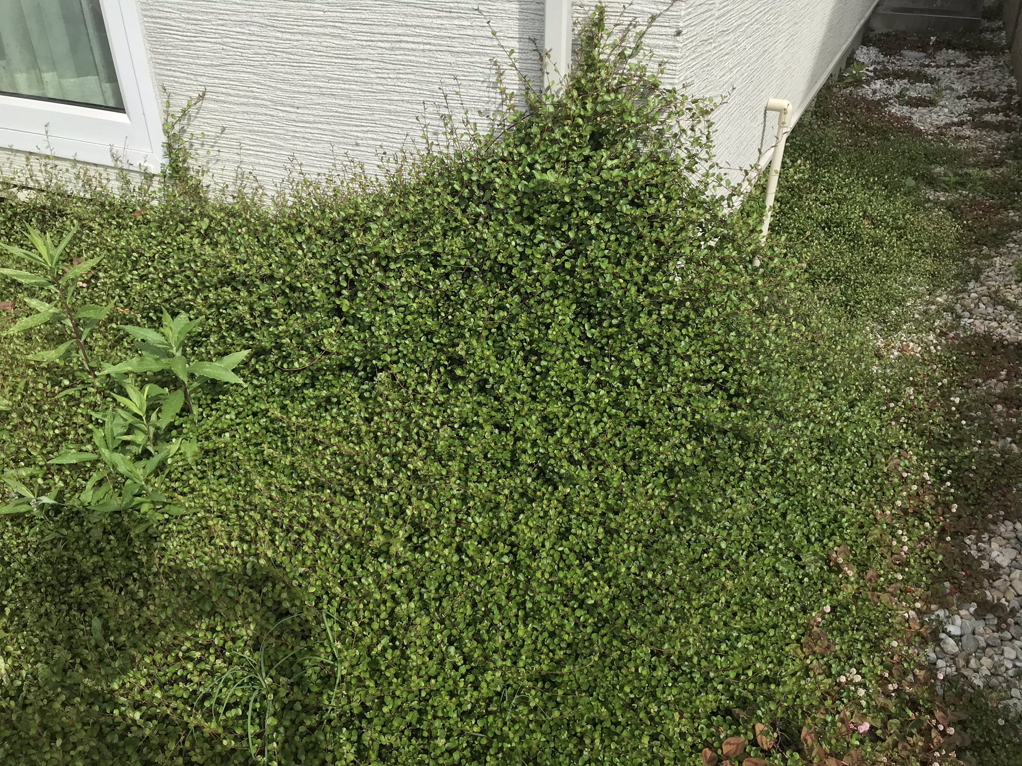 Yuna うちの花壇のワイヤープランツも凄まじい勢いで広がる 月2回は庭の除草や植物の剪定をして整えているので大繁殖する手前で防げてるけども 時間のない人は植えない方がいい植物です でもうまく付き合えば他の雑草予防になります Twitter